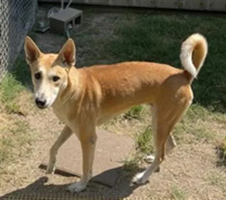A young medium-sized female Husky dog named Kim for adoption in Houston, TX