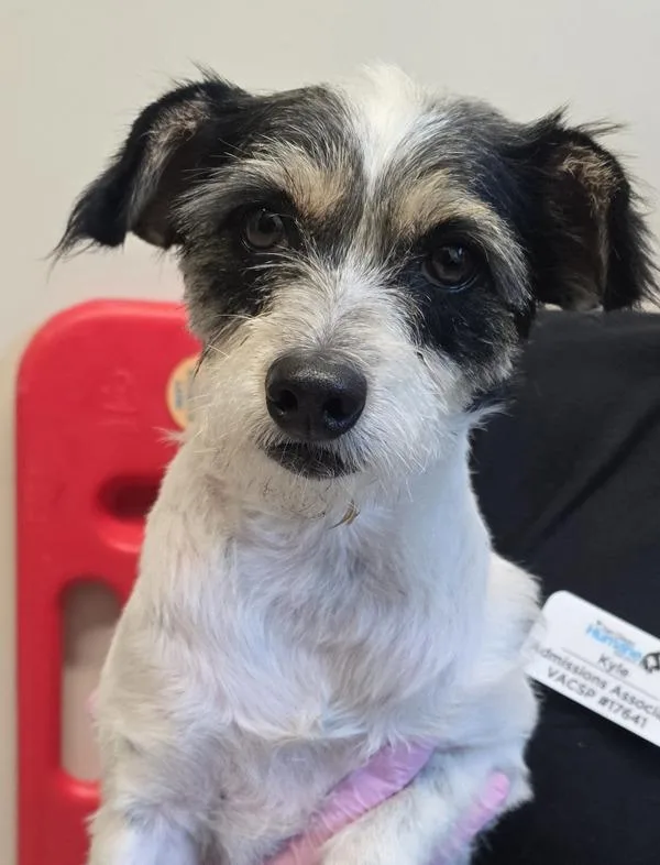 An adult small-sized female Terrier dog named Dani for adoption in El Cajon, CA