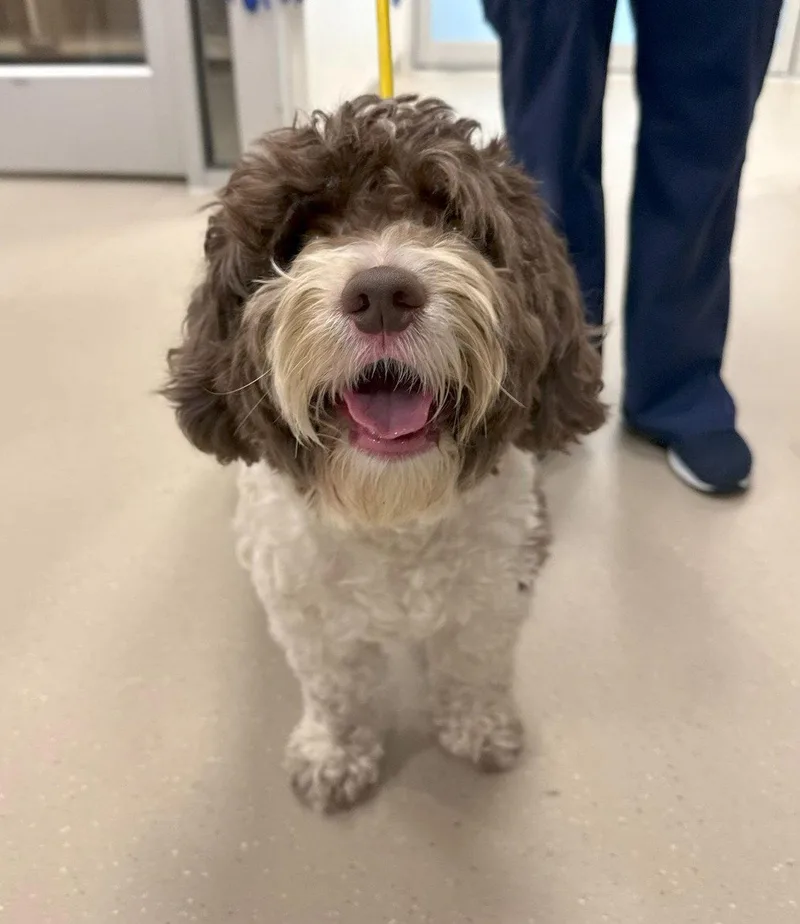 An adult medium-sized male Poodle dog named Rocky for adoption in Cliffwood, NJ