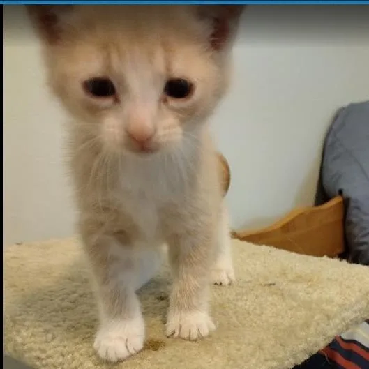 A baby small-sized female White Domestic Short Hair cat named Sundae C for adoption in Princeton, MN
