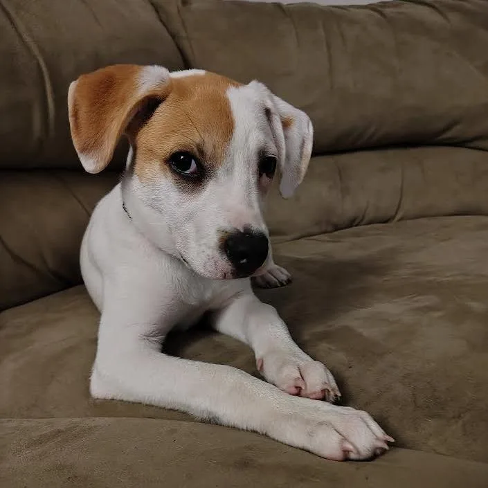 A young medium-sized male Mixed Breed dog named Jackson for adoption in Alma, WI