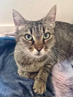 An adult medium-sized female Tabby cat named Marion for adoption in San Luis Obispo, CA