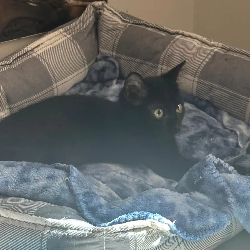 A baby small-sized female Black Domestic Short Hair cat named Lizzie for adoption in Durham, NC
