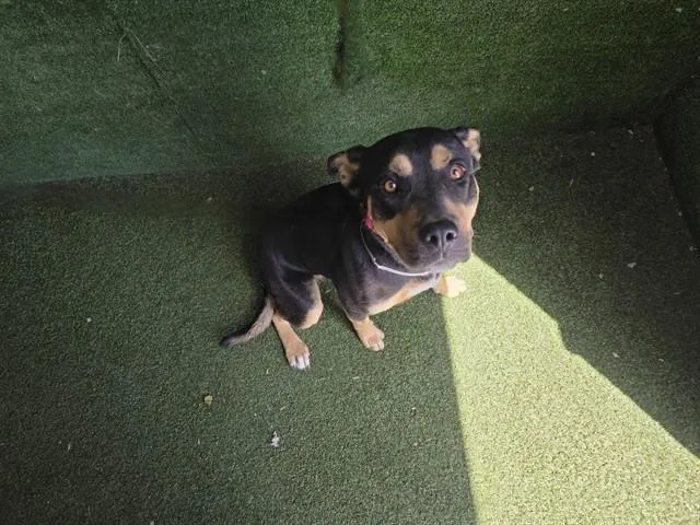 A young medium-sized female German Shepherd Dog dog named Lily for adoption in Lancaster, CA