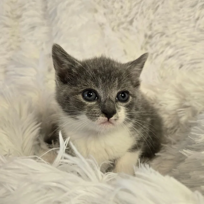A baby small-sized female Gray & White Domestic Short Hair cat named Artemis In Parsonsburg  for adoption in Alexandria, VA