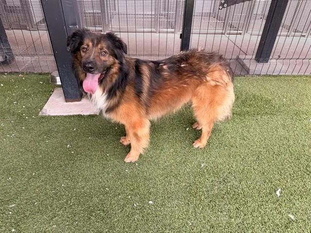 An adult large-sized male German Shepherd Dog dog named King for adoption in Garland, TX