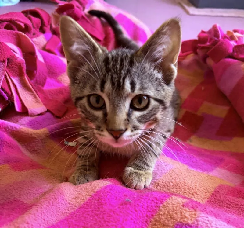 A baby medium-sized male Tabby (Brown / Chocolate) Domestic Short Hair cat named Skeeter Valentine for adoption in Clinton Township, MI