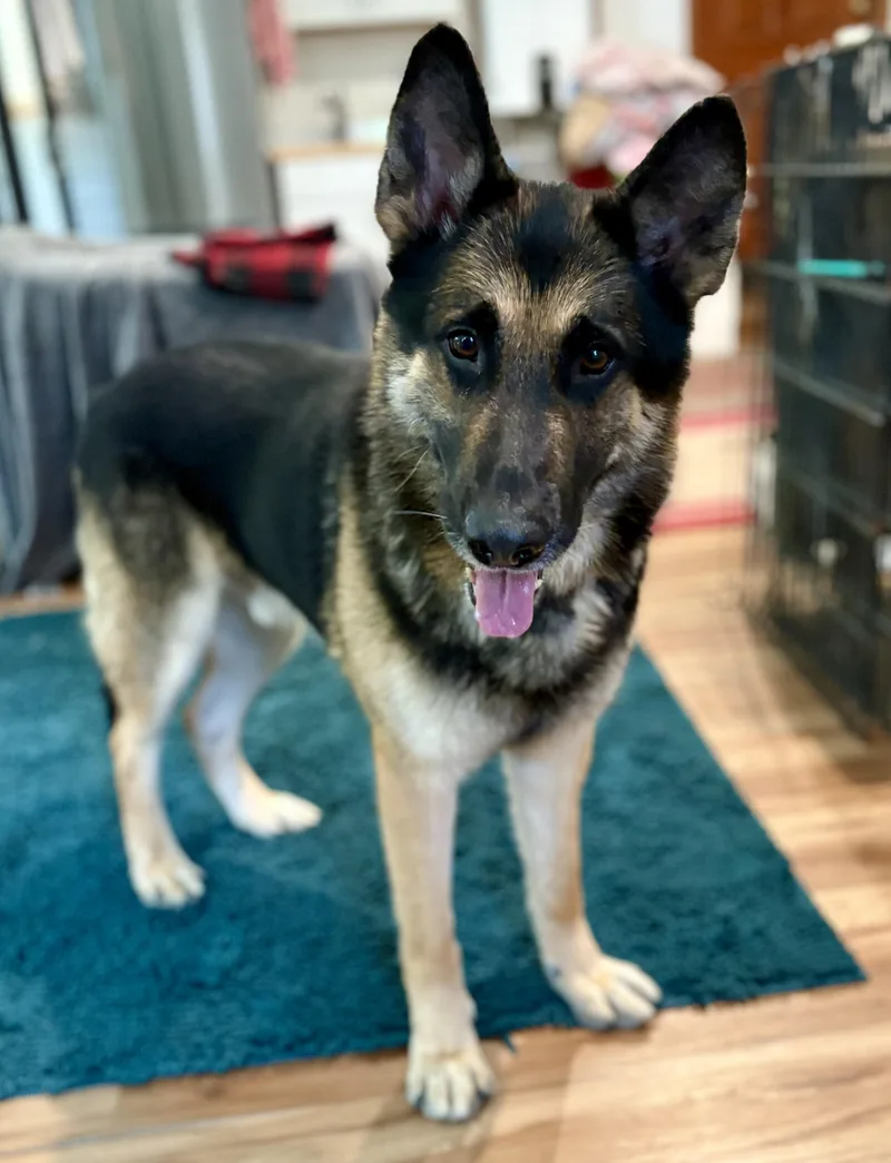 A senior large-sized male Tricolor (Brown, Black, & White) German Shepherd Dog dog named Duke for adoption in Petaluma, CA
