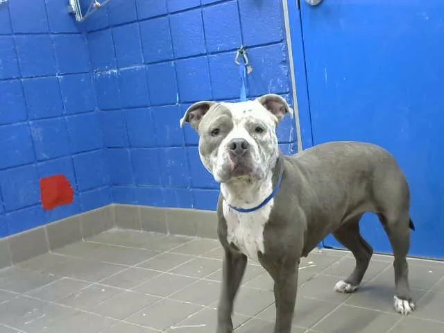 A young medium-sized female Pit Bull Terrier dog named Jen for adoption in Albuquerque, NM