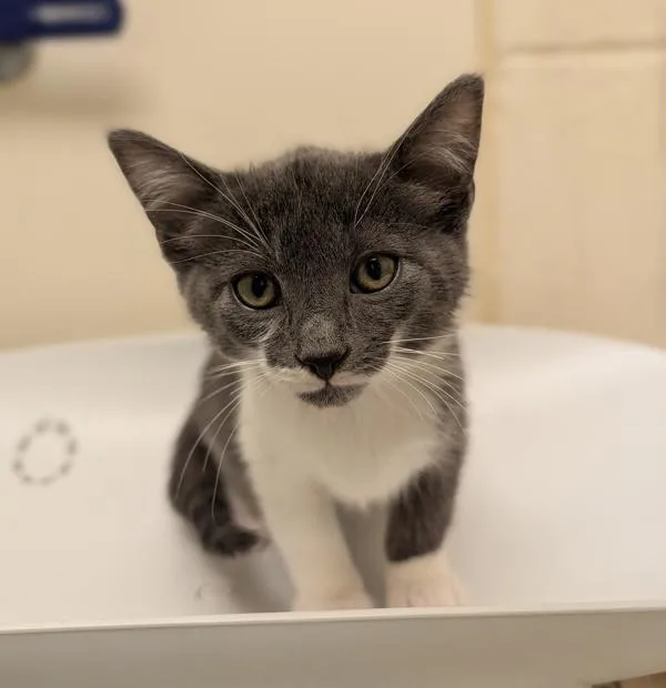A baby small-sized female Domestic Short Hair cat named Cicada for adoption in Healdsburg, CA
