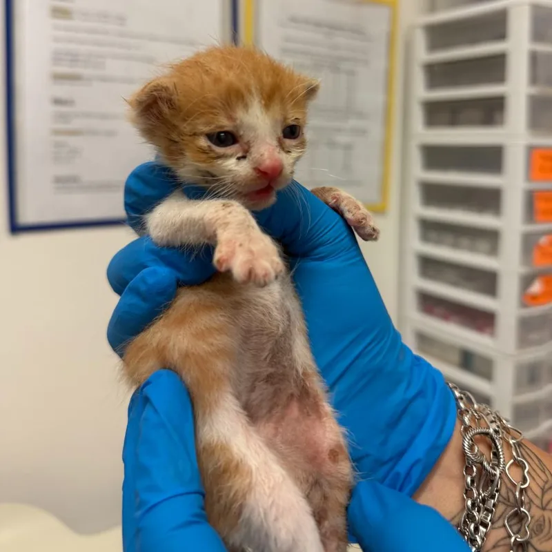 A baby small-sized male Domestic Short Hair cat named Nacho N for adoption in Edinburg, TX