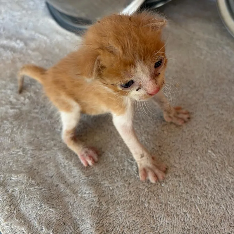 Nacho N thumbnail 4