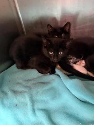 A young small-sized female Domestic Short Hair cat named Doozer for adoption in Lowell, MA