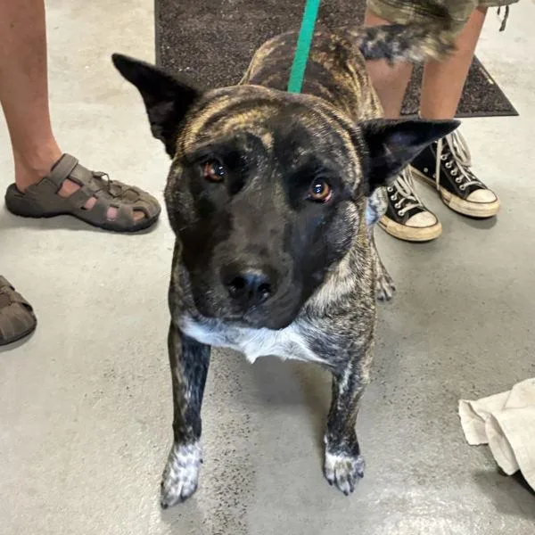 An adult medium-sized male Pit Bull Terrier dog named Beanie Baby for adoption in Troutdale, OR