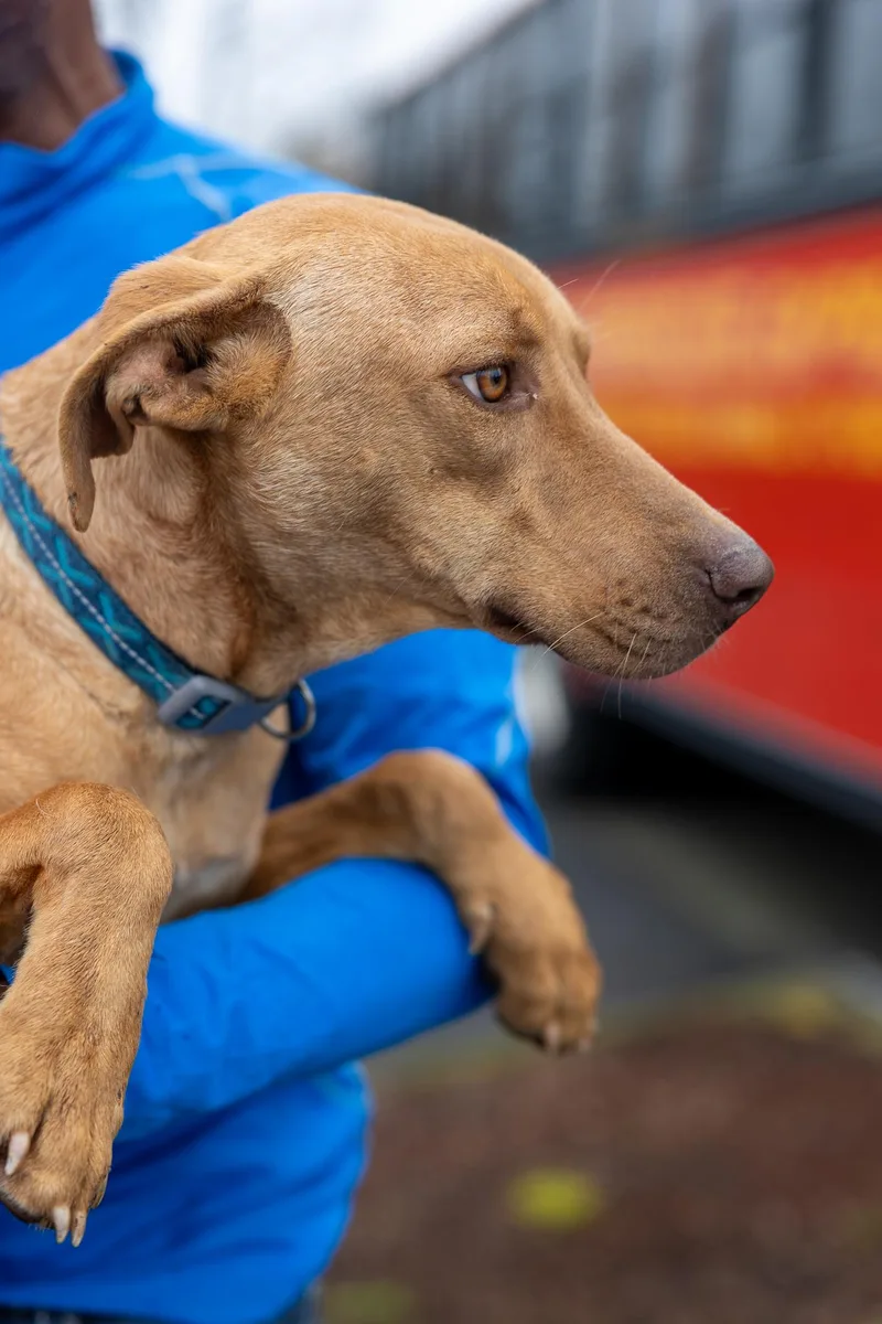 Carmela  Local April thumbnail 2