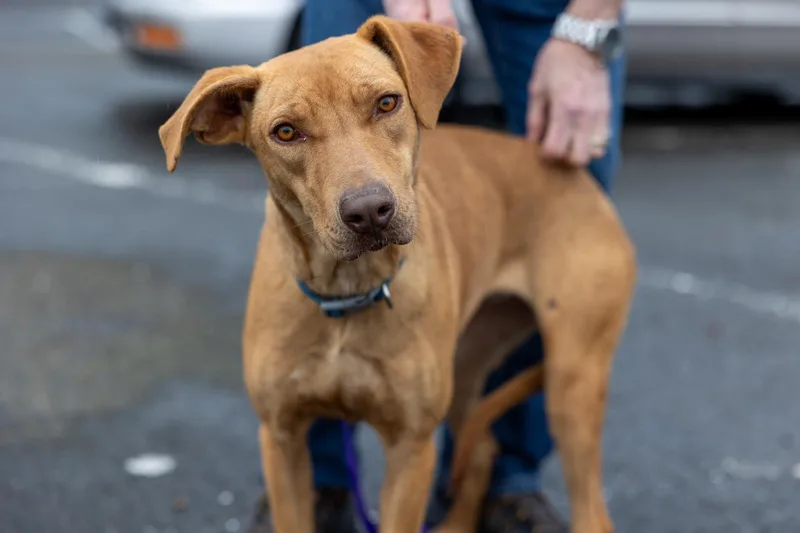 A baby medium-sized female Labrador Retriever dog named Carmela Local April for adoption in Brookshire, TX