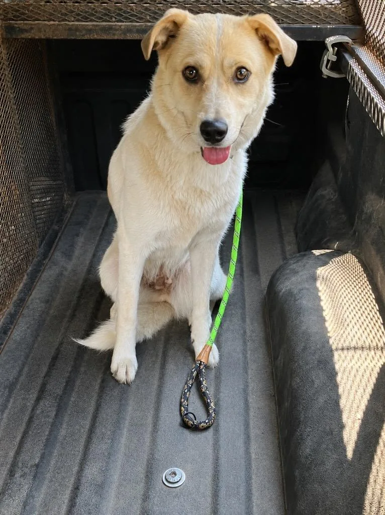 A young large-sized female Mixed Breed dog named Katie Sue for adoption in Chickamauga , GA