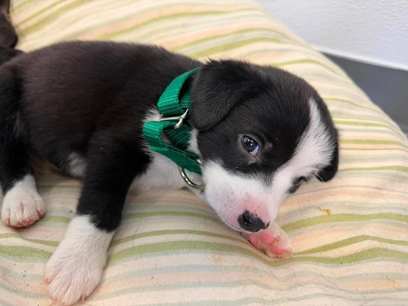 A baby medium-sized female Mixed Breed dog named Ziggy Stardust for adoption in Raleigh, NC