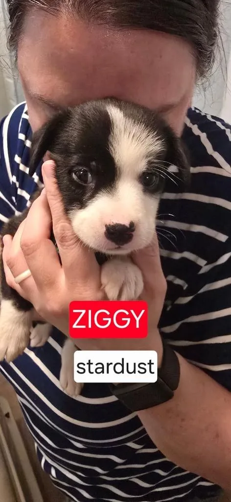 Ziggy Stardust thumbnail 2