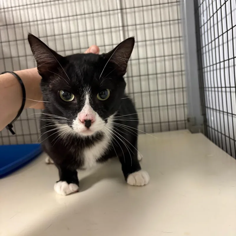 An adult medium-sized male Black Domestic Short Hair cat named Bandito for adoption in Columbiana, AL