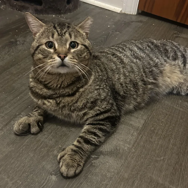 An adult large-sized male Tabby (Brown / Chocolate) Domestic Short Hair cat named Sirloin for adoption in Bellmawr, NJ