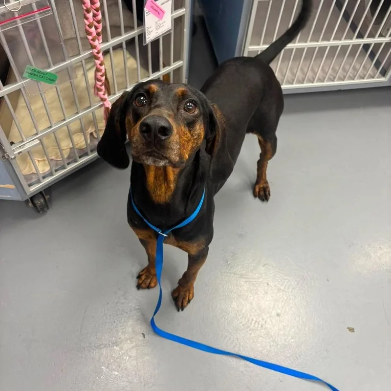 An adult medium-sized female Black Terrier dog named Shiloh for adoption in Allentown, PA