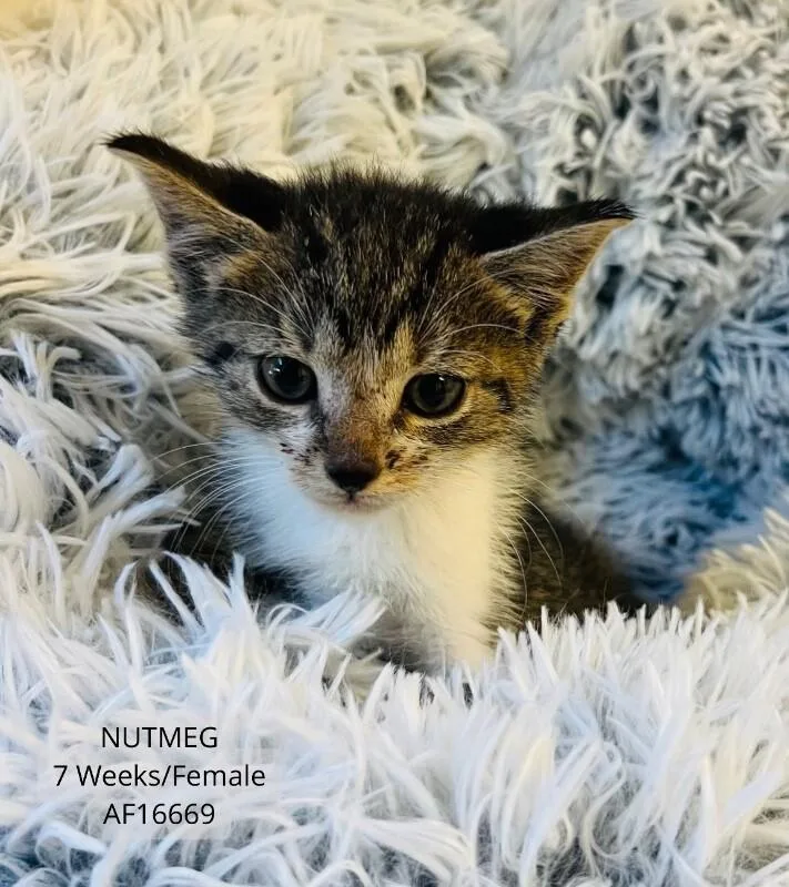 A young medium-sized female Tabby (Brown / Chocolate) Domestic Short Hair cat named Nutmeg for adoption in Supply, NC