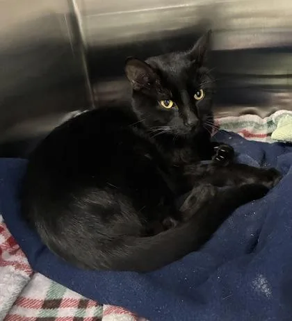 A young large-sized male Black Domestic Short Hair cat named Dither for adoption in Kansas City, MO