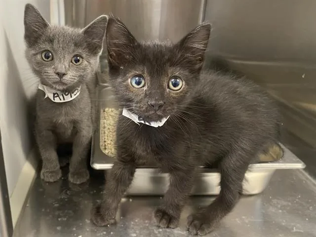 A baby small-sized female Domestic Short Hair cat named Lily for adoption in Tustin, CA