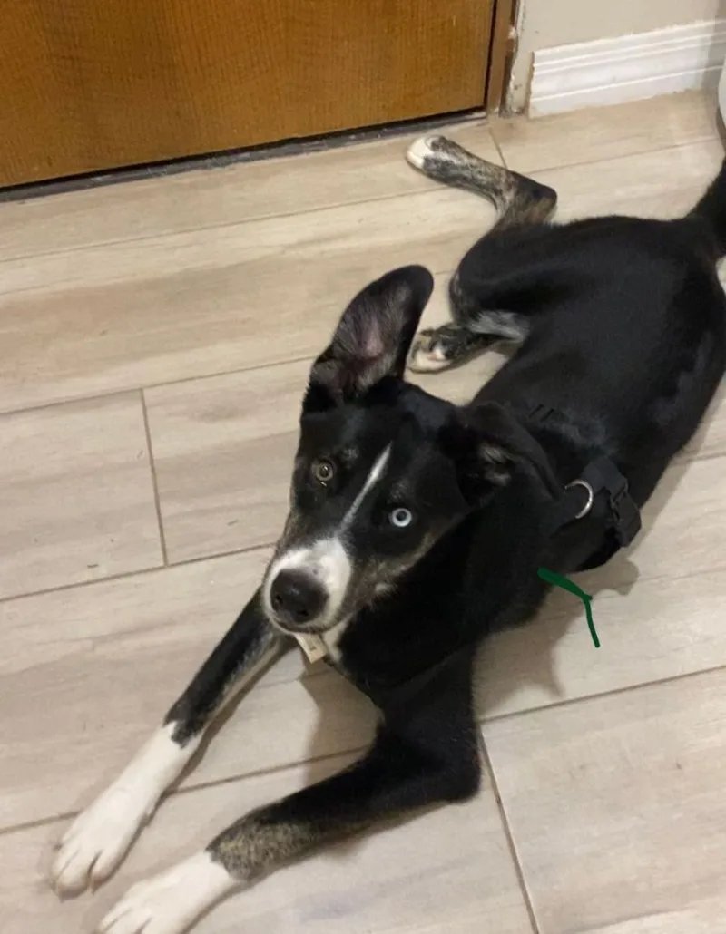 An adult large-sized male Black Border Collie dog named Leo for adoption in Phoenix, AZ