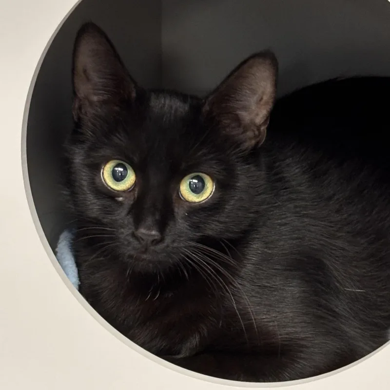 A young medium-sized female Domestic Short Hair cat named May for adoption in Batavia, NY