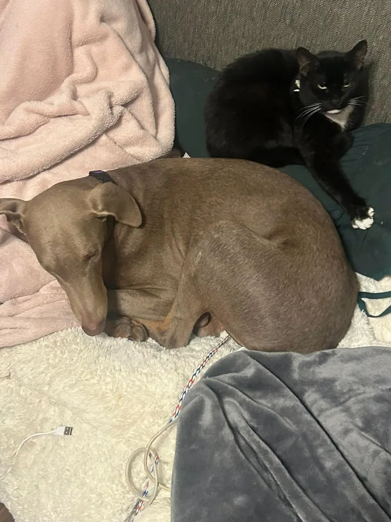An adult large-sized female Weimaraner dog named Daisy for adoption in Holbrook, NY