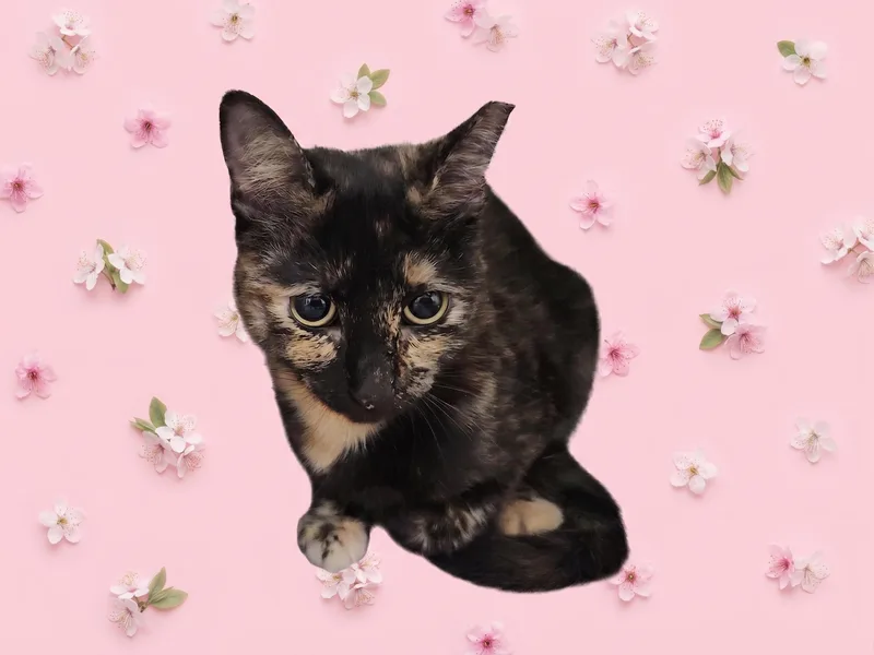 Kali
