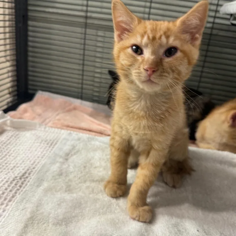 Tigger thumbnail 2
