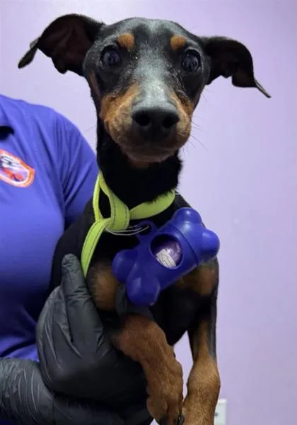 An adult small-sized male Black Miniature Pinscher dog named 60842010 for adoption in El Paso, TX
