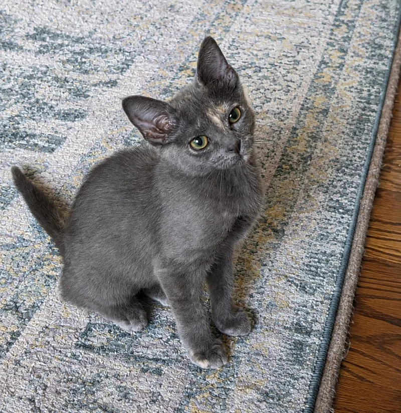 A baby medium-sized female Domestic Short Hair cat named Pretty Little Pearl for adoption in Laurel, MD