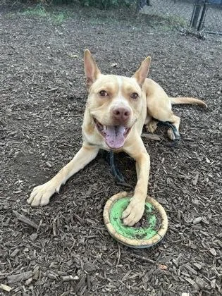 An adult large-sized male Mixed Breed dog named Esophagus for adoption in Chamblee, GA