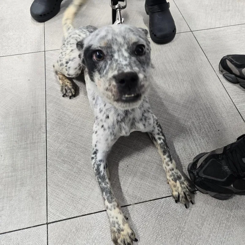 A young medium-sized male White / Cream Mixed Breed dog named Leo for adoption in Newark, NJ
