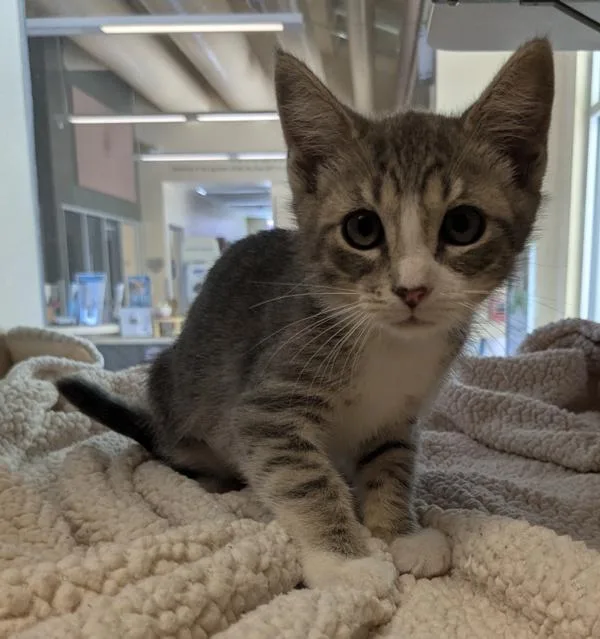 A baby small-sized female Domestic Short Hair cat named Bonnie for adoption in Monterey, CA