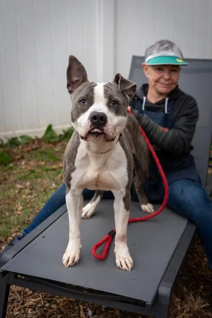 A senior large-sized male Mixed Breed dog named Nico for adoption in Chamblee, GA