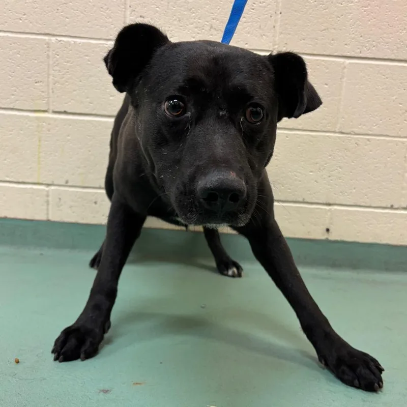 An adult medium-sized male Black Mixed Breed dog named Toby for adoption in Memphis, TN