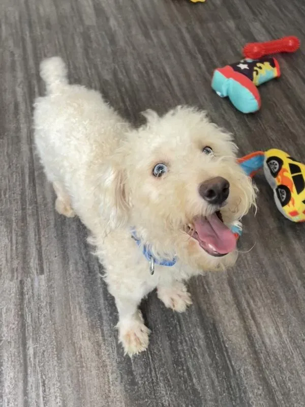 An adult small-sized male Poodle dog named Kilo for adoption in Oakland, NJ