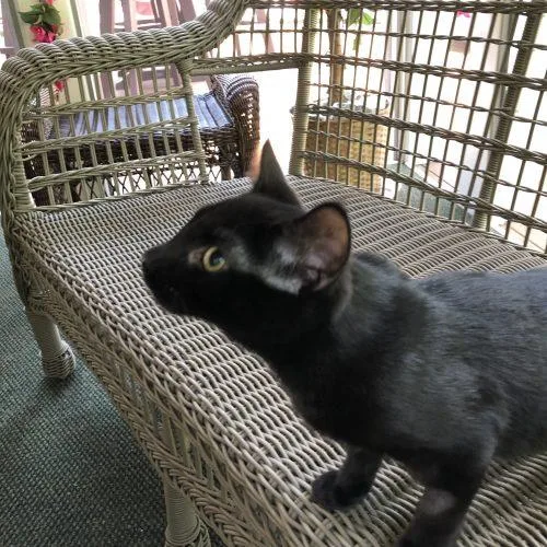 Elwood