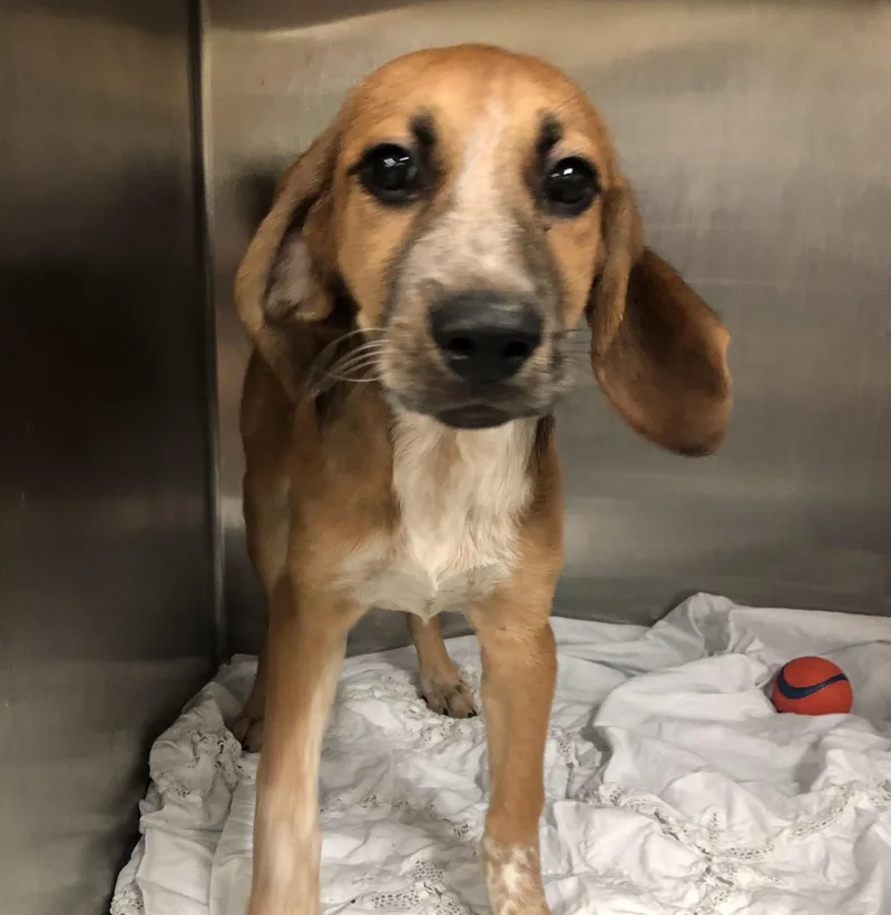A baby medium-sized female Tricolor (Brown, Black, & White) Hound dog named Millie for adoption in Parma, OH