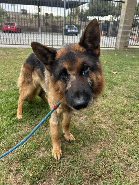 An adult large-sized male German Shepherd Dog dog named Robert for adoption in Riverside, CA