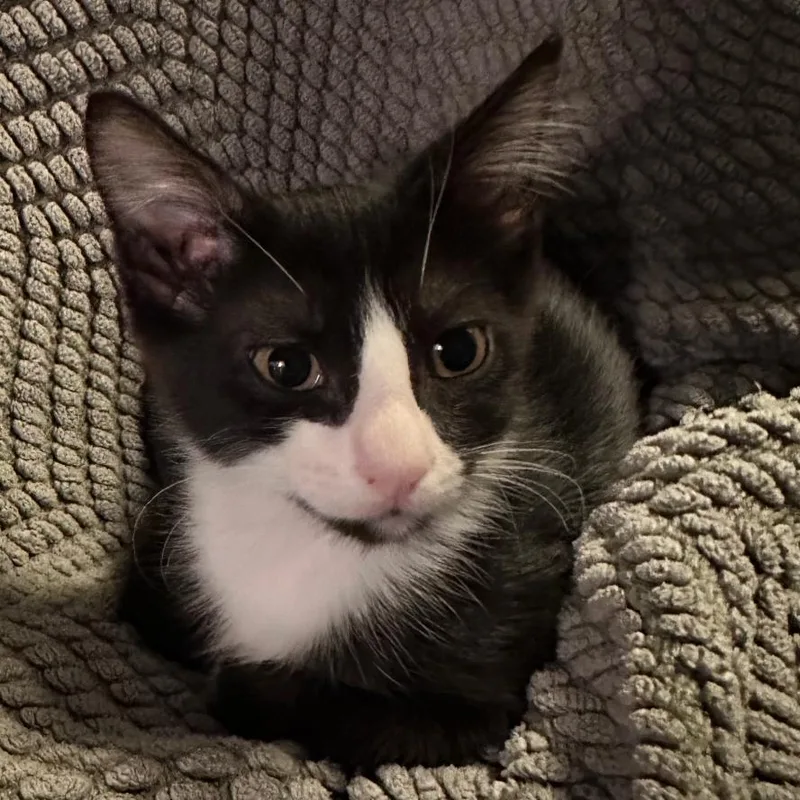 A baby small-sized male Domestic Short Hair cat named Max for adoption in Granby, MO