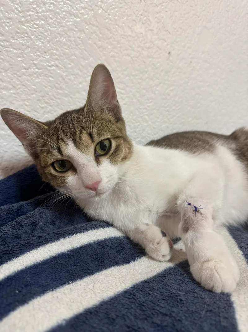 A young medium-sized male Domestic Short Hair cat named Astro for adoption in Plano, TX