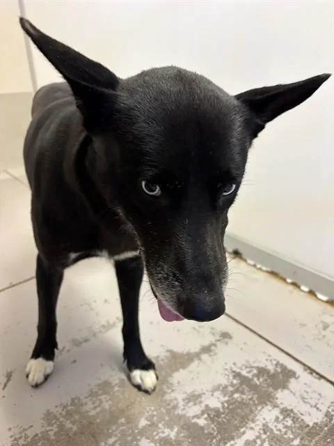 A young large-sized male Husky dog named Paco for adoption in Sugar Land, TX