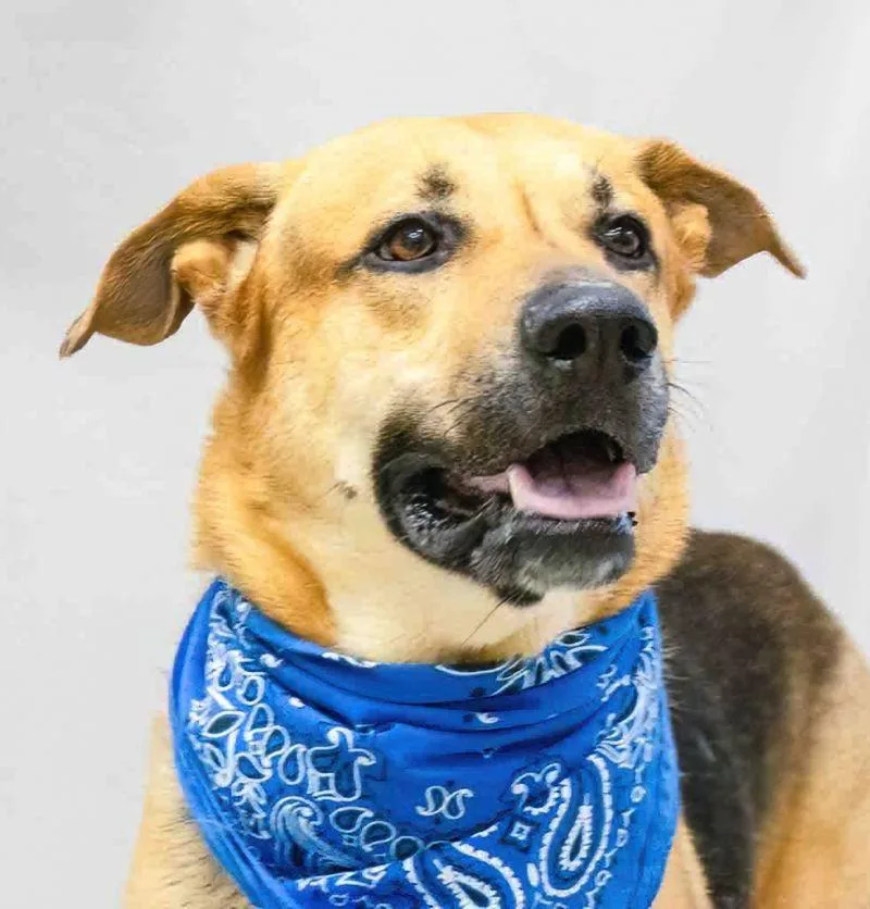 An adult extra large-sized male Black German Shepherd Dog dog named Buddy for adoption in Sanford, FL