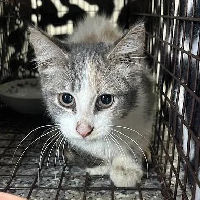 A baby small-sized female Calico Domestic Short Hair cat named Aniya for adoption in Dearborn, MI